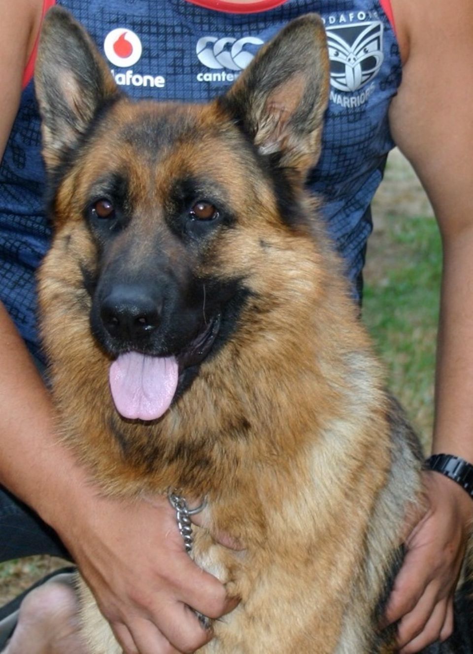 SADRIA  GERMAN  SHEPHERDS